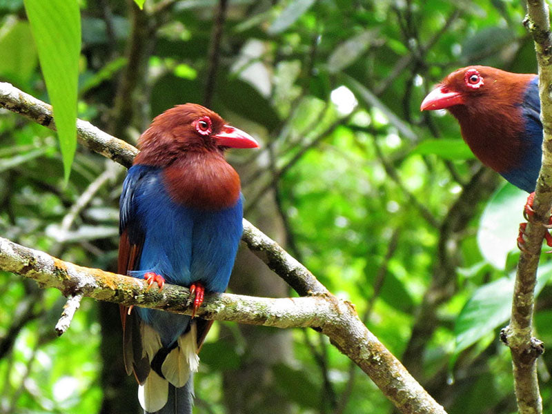 Bird Watching Tour in Kithulgala