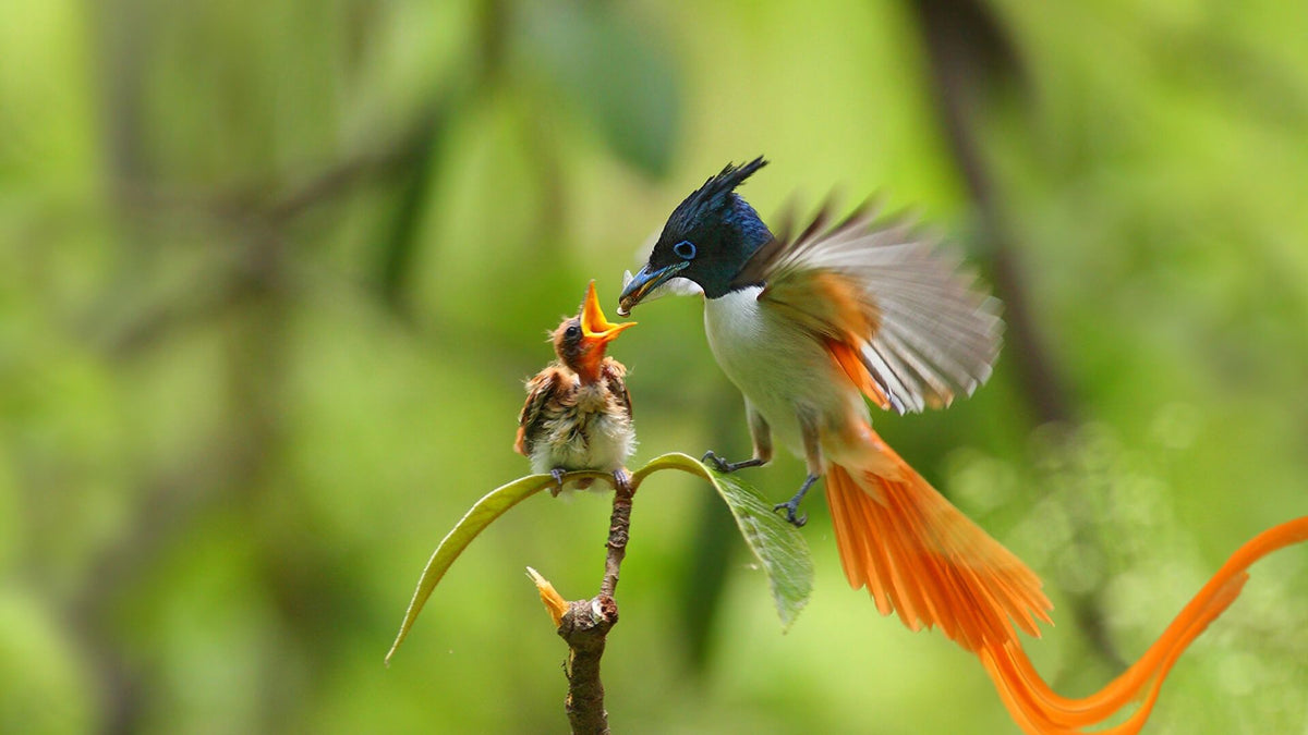 Bird Watching in Negombo (Muthurajawella)