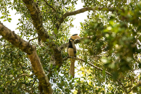 Bird Watching in Negombo (Muthurajawella)