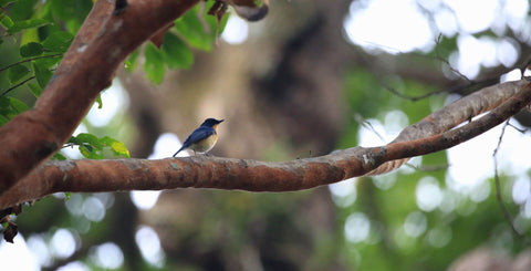 Bird Watching in Negombo (Muthurajawella)