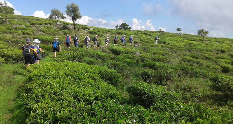 Ella Trekking and Hiking Tour