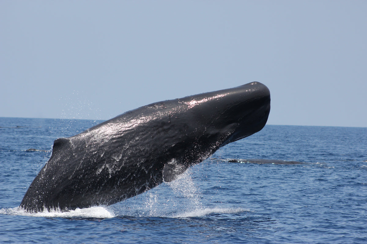 Whale and Dolphin Watching in Trincomalee