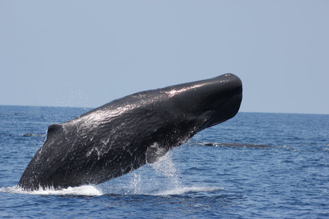 Whale and Dolphin Watching in Trincomalee