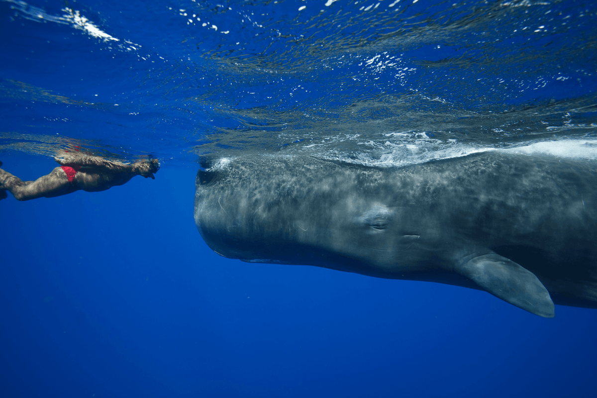 Whale Diving in Trincomalee