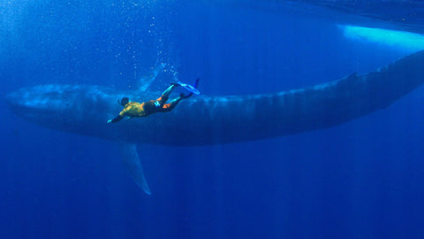 Whale Diving in Trincomalee