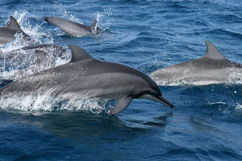 Whale and Dolphin Watching in Trincomalee