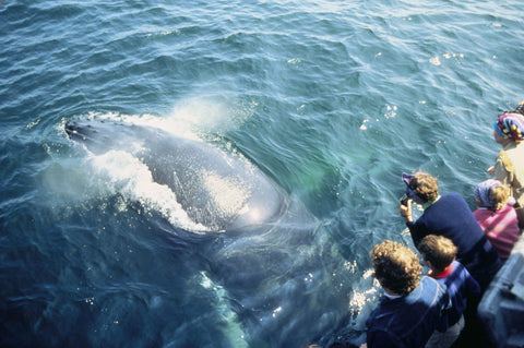 Whale and Dolphin Watching in Trincomalee