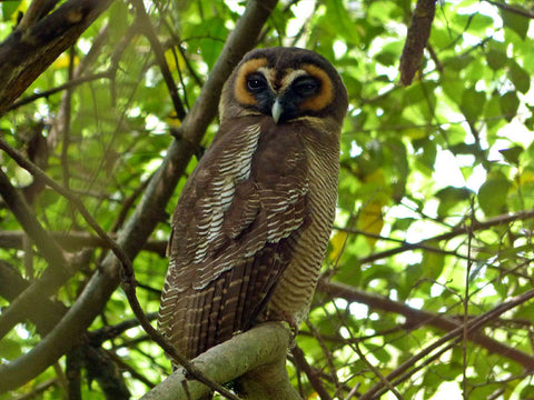 Bird Watching Tour in Kithulgala