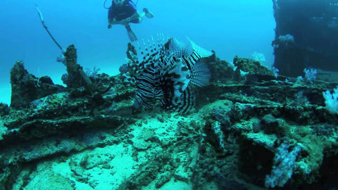 Diving in Colombo