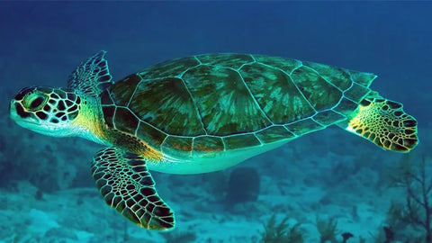 Snorkeling with Sea Turtles at Mirissa