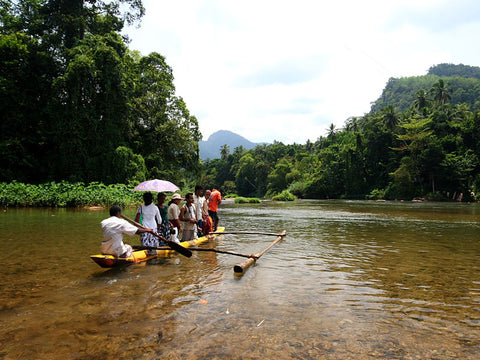 Rain Forest Trekking in Kitulgala Forest Reserve