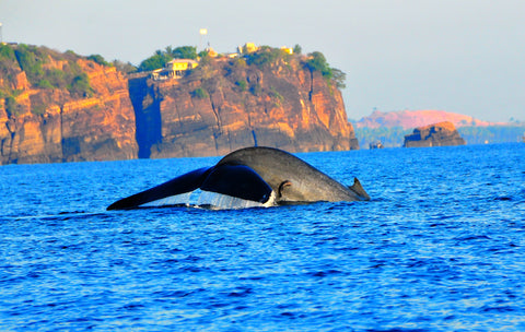 Whale and Dolphin Watching in Trincomalee