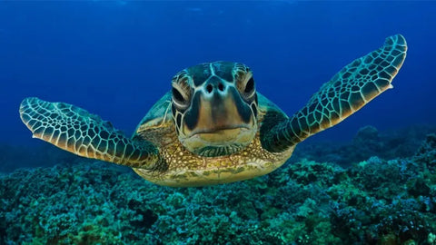 Snorkeling with Sea Turtles at Mirissa